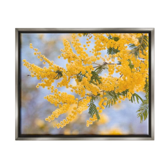 Yellow Mimosa Tree Flowers Nature Botanical & Floral Photograph Luster Gray Framed Art Print Wall Art