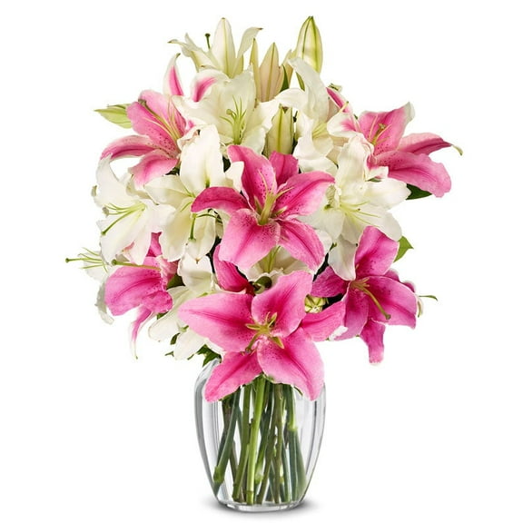 From You Flowers - Stunning Pink and White Lilies for Birthday, Anniversary, Get Well, Congratulations, Thank You, All Occasions