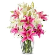 From You Flowers - Stunning Pink and White Lilies for Birthday, Anniversary, Get Well, Congratulations, Thank You, All Occasions