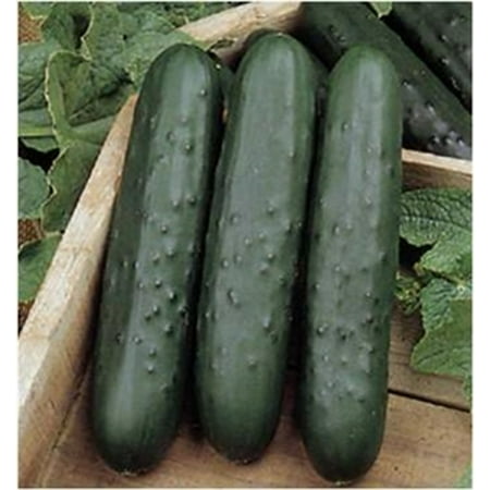 Cucumber Poinsett 76 Seed - 1 Packet (Best Way To Plant Cucumber Seeds)
