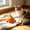 Orange, variant on Apple-Shaped Cat Chew with Silvervine & Catnip – Soft Polyester Fabric, Dental Cleaning, Boredom Relief for Indoor Cats