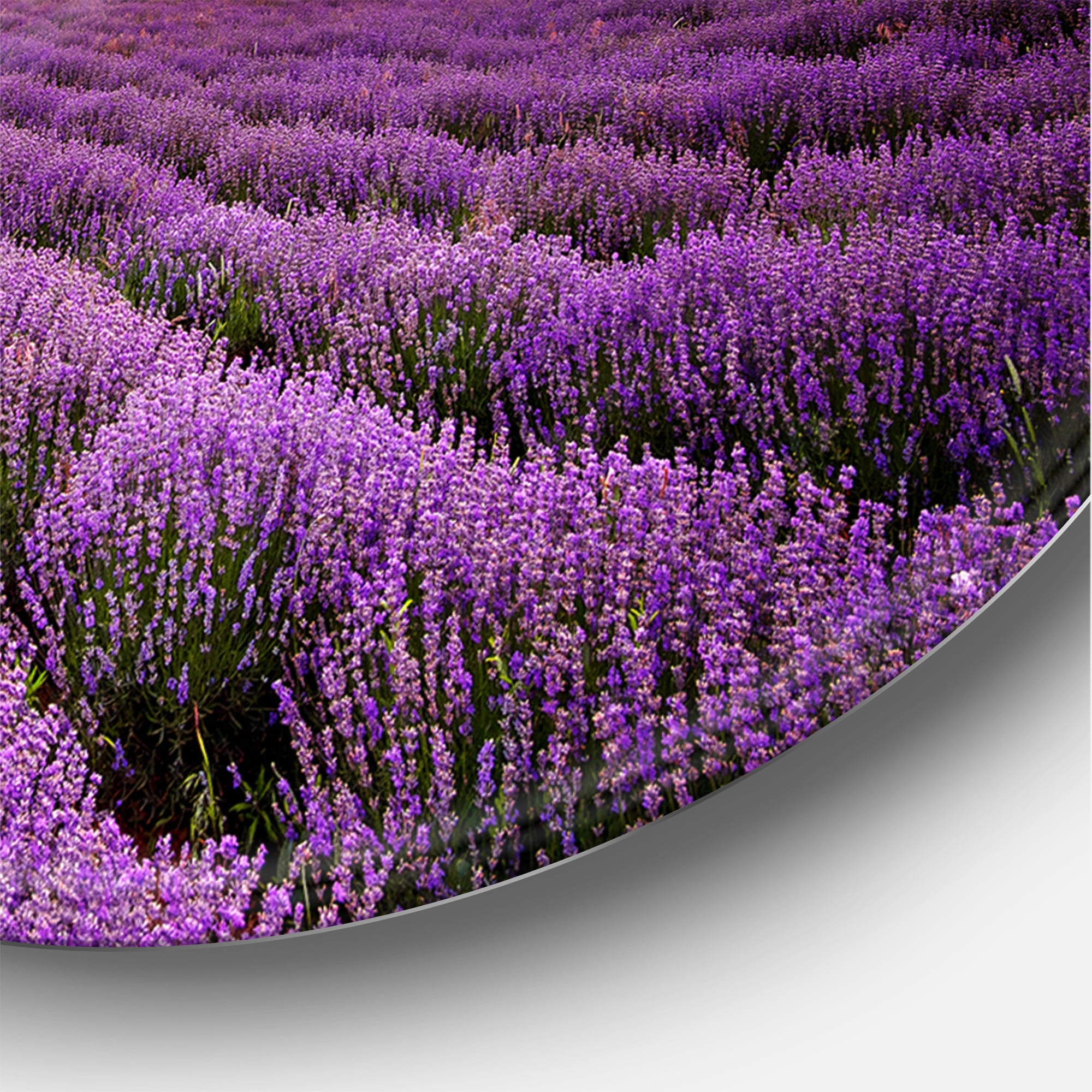 Designart 'Dramatic Clouds and Sunrise Over Lavender Field X' Farmhouse Circle Metal Wall Art 11x11 - Disc of 11