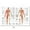89, variant on Science Wall Art Muscle System Human Anatomy Diagram Medical Education Supplies HD Oil On Canvas Posters And Prints Home DecorDimensions: 50*70 cm, unframed.,89