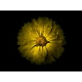 thumbnail image 2 of Carson, Brian 32x25 White Modern Wood Framed Museum Art Print Titled - Backyard Flowers Yellow 10, 2 of 4
