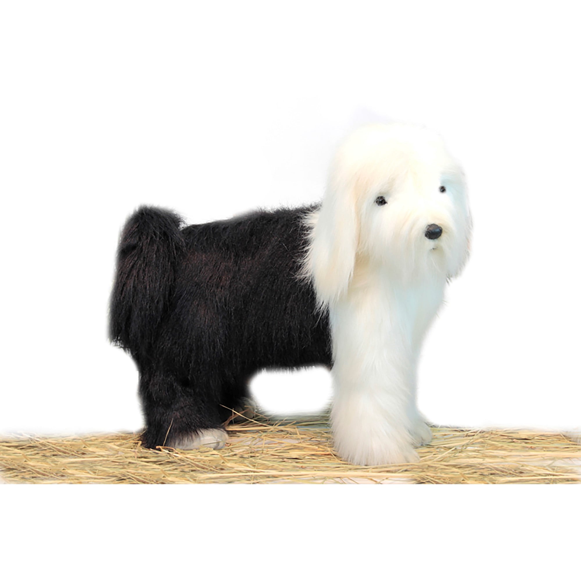 hansa sheep