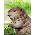thumbnail image 3 of AMERICAN BEAVER STATUE Debout de Petit Enfant, 3 of 4