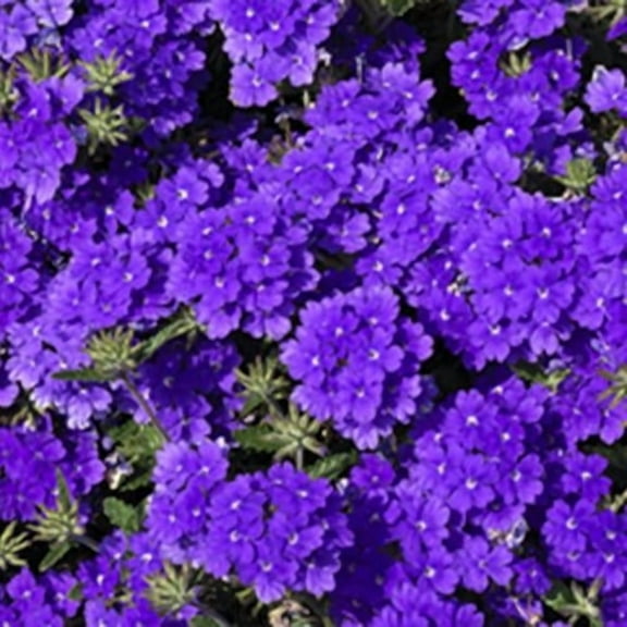50 Blue Verbena Seeds