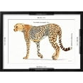 thumbnail image 5 of Art.com Wild and Free VII Bold Art Print by James Wiens, Black Frame Wall Art, 23" x 17", 5 of 5