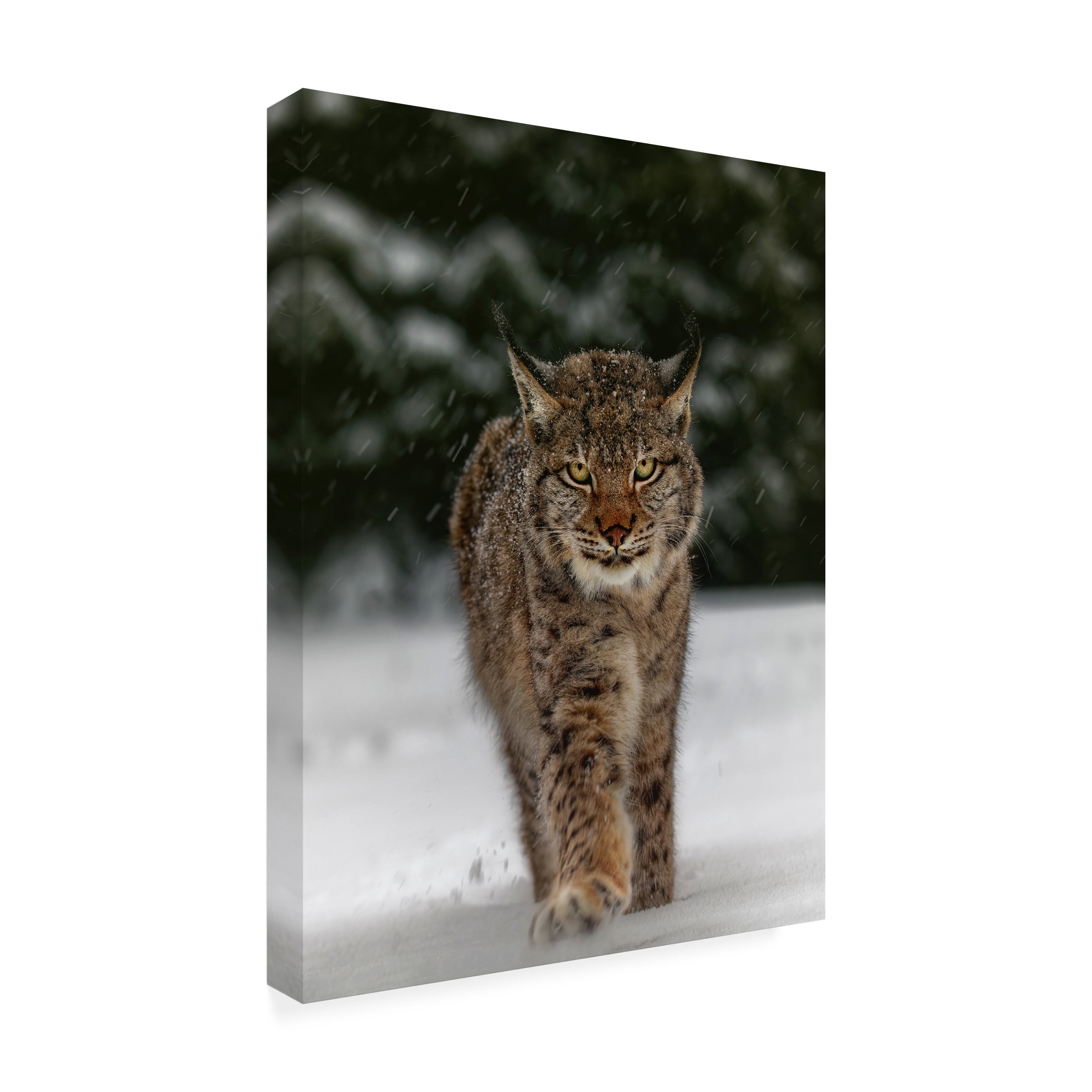 Trademark Fine Art Michaela Firesova Meet The Lynx Canvas Wall Art