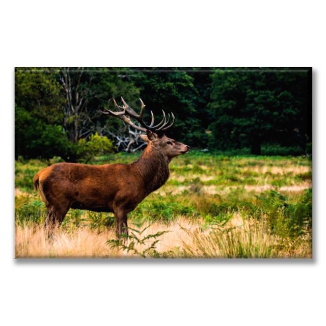 Cuadro Canva Listo Para Colgar Tipo Galería Ciervo En El Bosque 50X75 cm Pixtreats