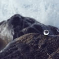 thumbnail image 4 of POINTERTECK Crystal Ball Quartz Glass Transparent Ball Spheres Glass Ball, 4 of 8