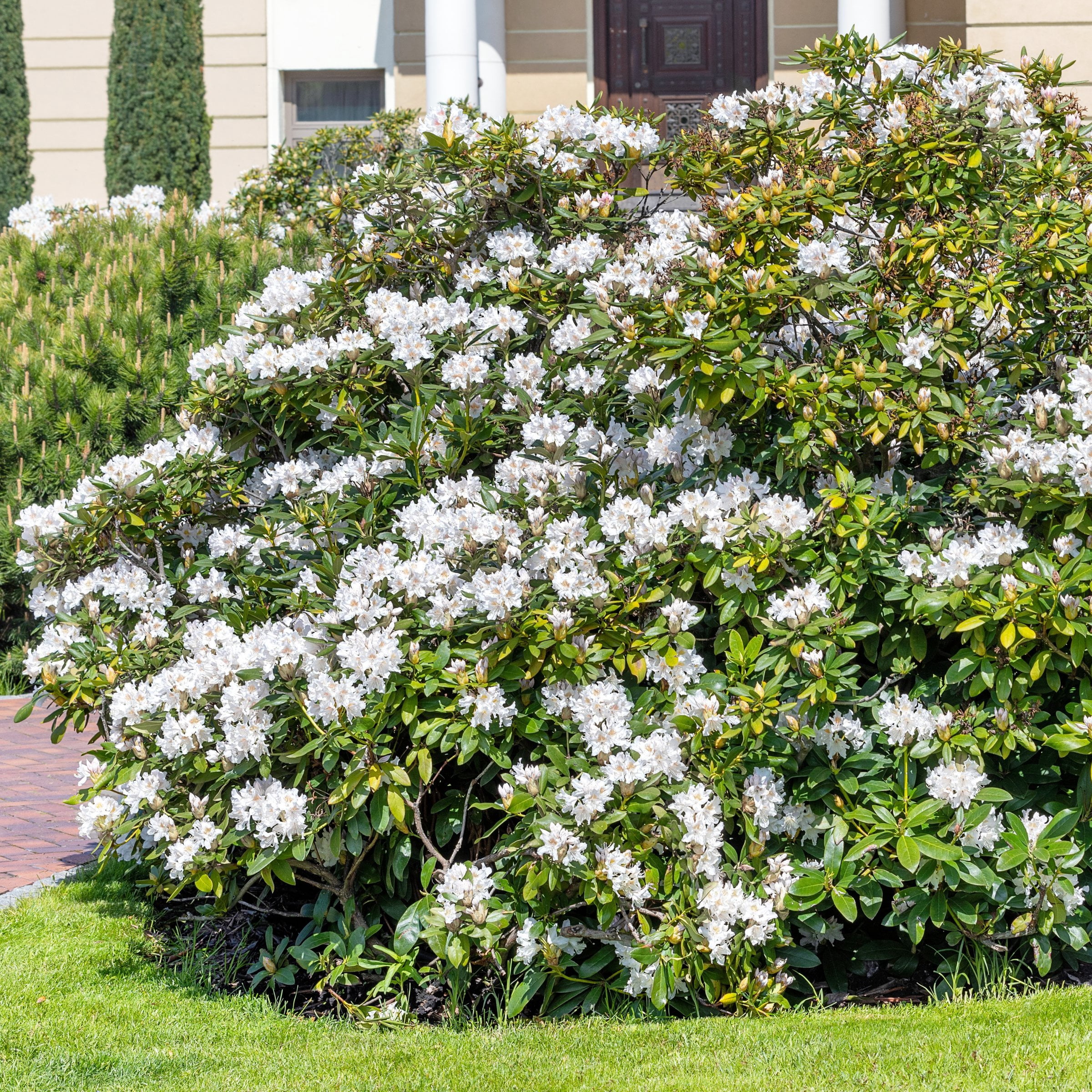 3 gal Azalea Snow Live Shrub with Partial Shade Conditions