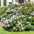 thumbnail image 5 of 3 gal Azalea Snow Live Shrub with Partial Shade Conditions, 5 of 8