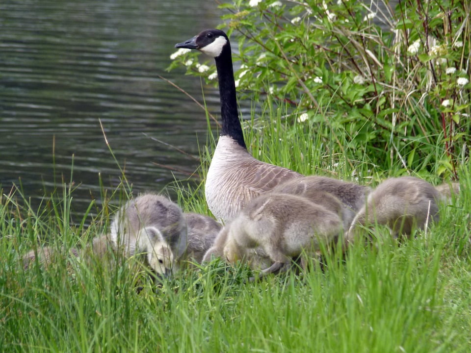 Young Geese Canada Goose Nature Wildlife Chicks12 Inch By 18 Inch