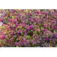 thumbnail image 4 of 40 American PURPLE BEAUTYBERRY Shrub Flower Callicarpa Americana Seeds, 4 of 11