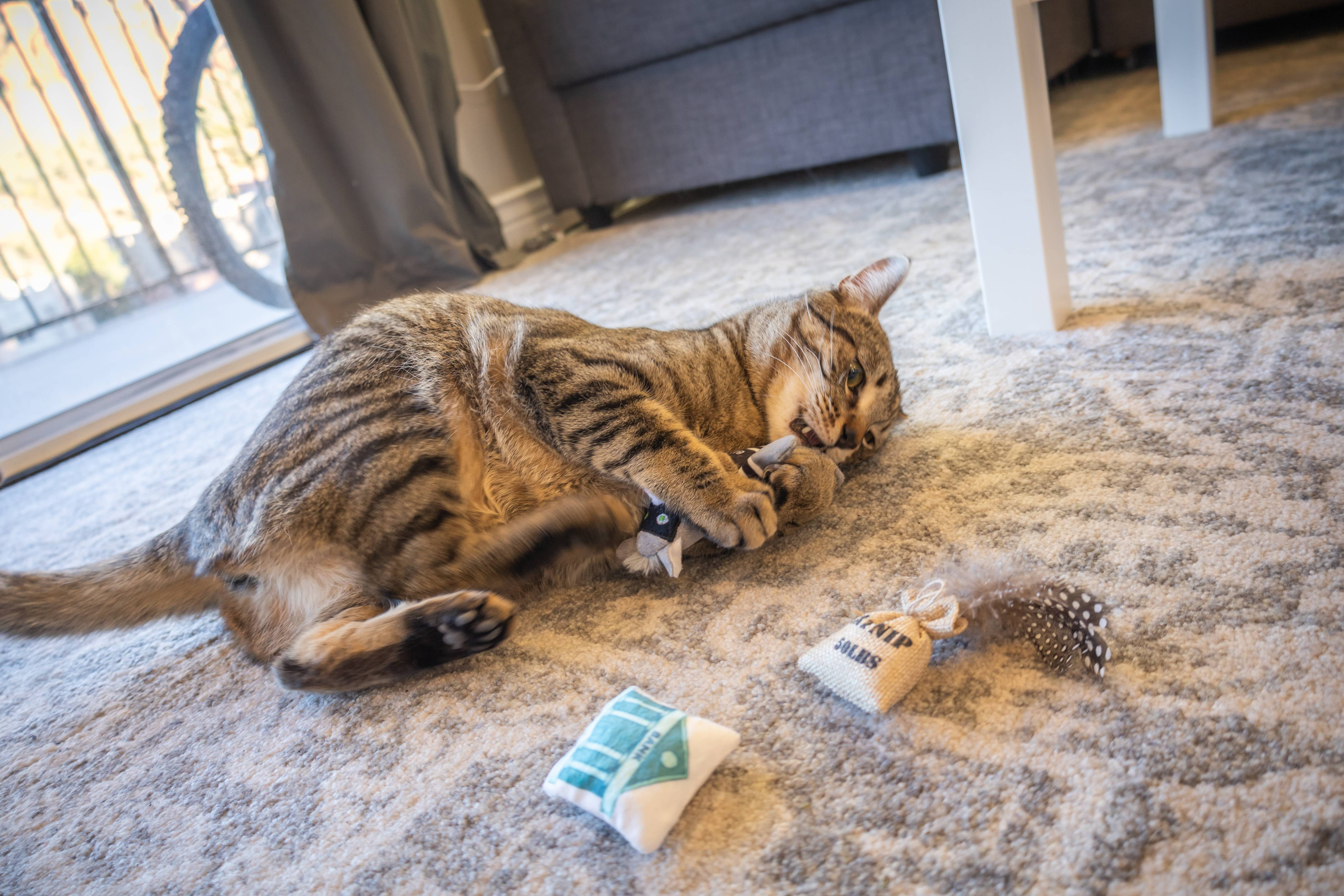 Vibrant Life Catnip Bandit Cat Toy, 3 Pieces