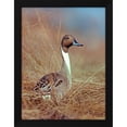 thumbnail image 2 of Tim Fitzharris 15x18 Black Modern Wood Framed Wall Art Titled - Northern Pintail Drake, 2 of 6