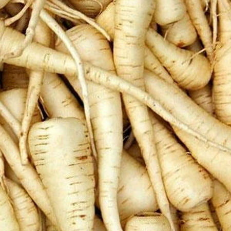Harris Model Parsnip - 3 g ~500 Seeds - Heirloom, Open Pollinated, Non-GMO, Farm & Vegetable Gardening (Best Grass Seed On The Market)