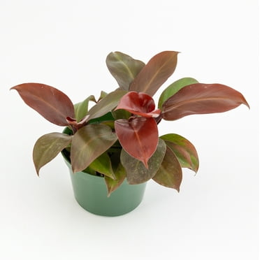 Plant with Purpose 6 in Philodendron McColley's Finale Live Houseplant with Indirect Sun- 2 Piece