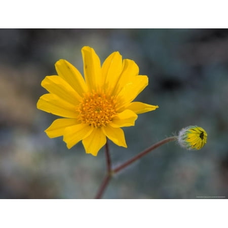 Desert Gold Wildflower, Spring, Death Valley National Park, California, USA Print Wall Art By Jamie & Judy
