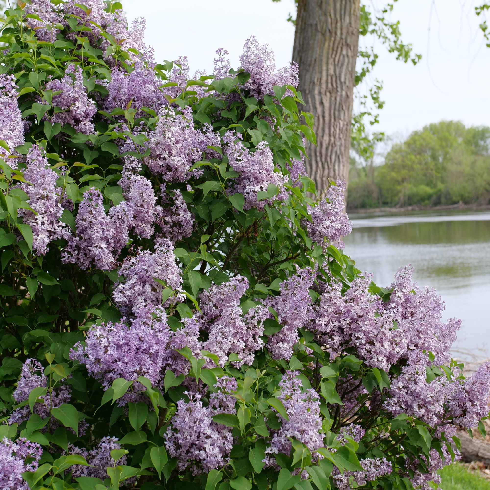 Proven Winners ColorChoice 5" Purple Scentara Pura Lilac Live Plant in 4.5" Pot (4 Count)