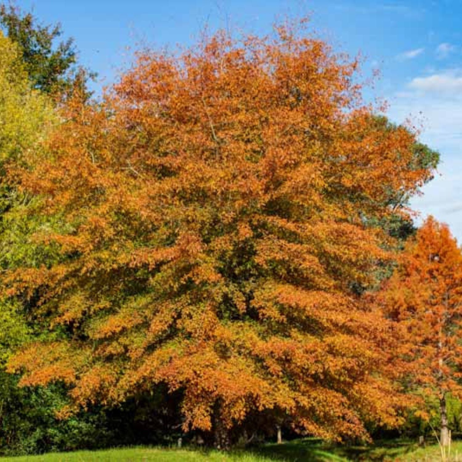Expert Gardener 3-4 ft. tall Willow Oak Live Tree in 7- Gallon Grower Pot