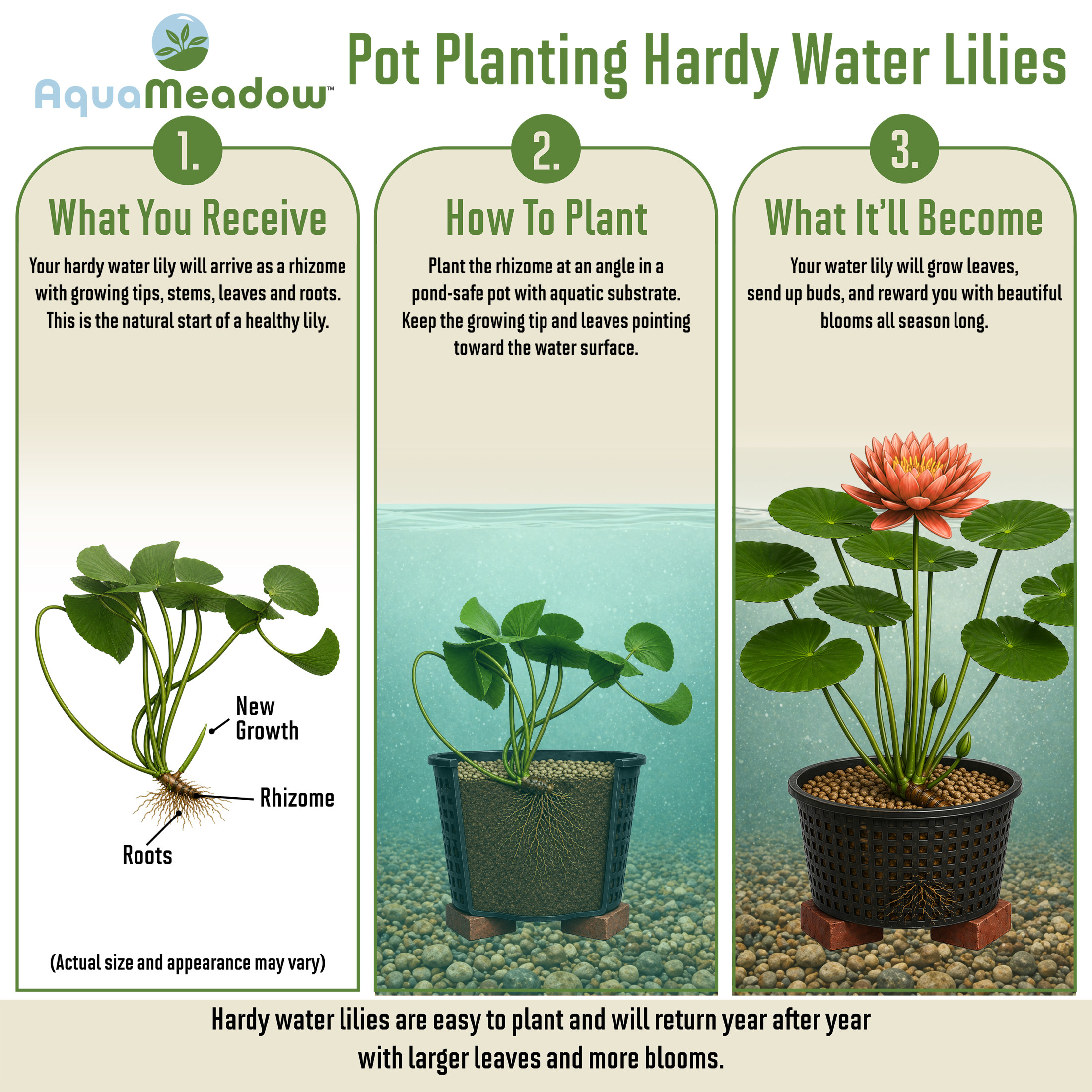 AquaMeadow Peach Hardy Water Lily