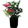 thumbnail image 2 of planta obelisco 35 lt, 2 of 5