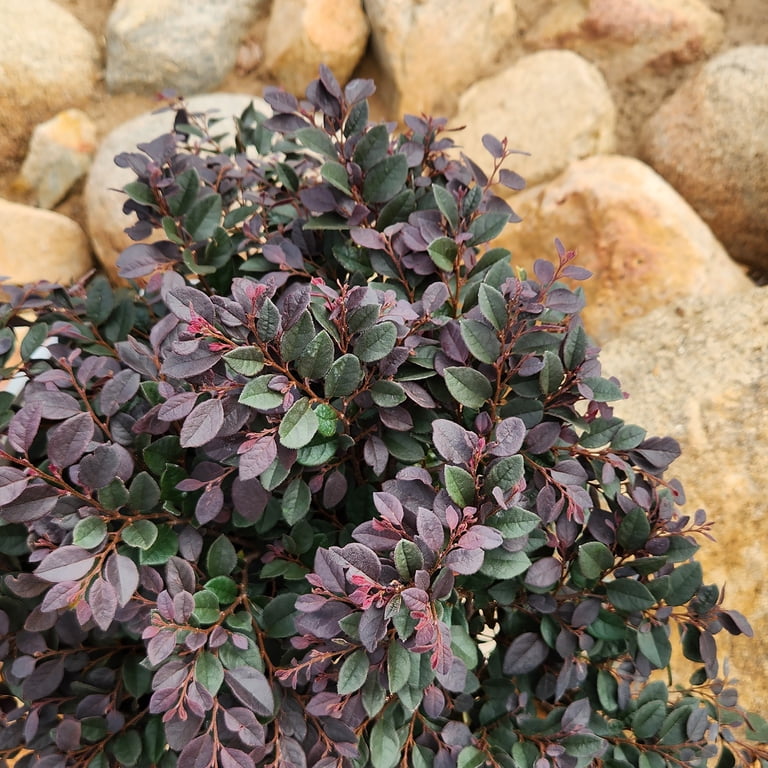 Lone Star Growers Cerise Charm Loropetalum, Outdoor Perennial Live