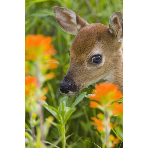 White-Tailed Deer Fawn In Wildflowers & Tall Grass Minnesota Spring Captive Canvas Art - Michael DeYoung  Design Pics (12 x 19)