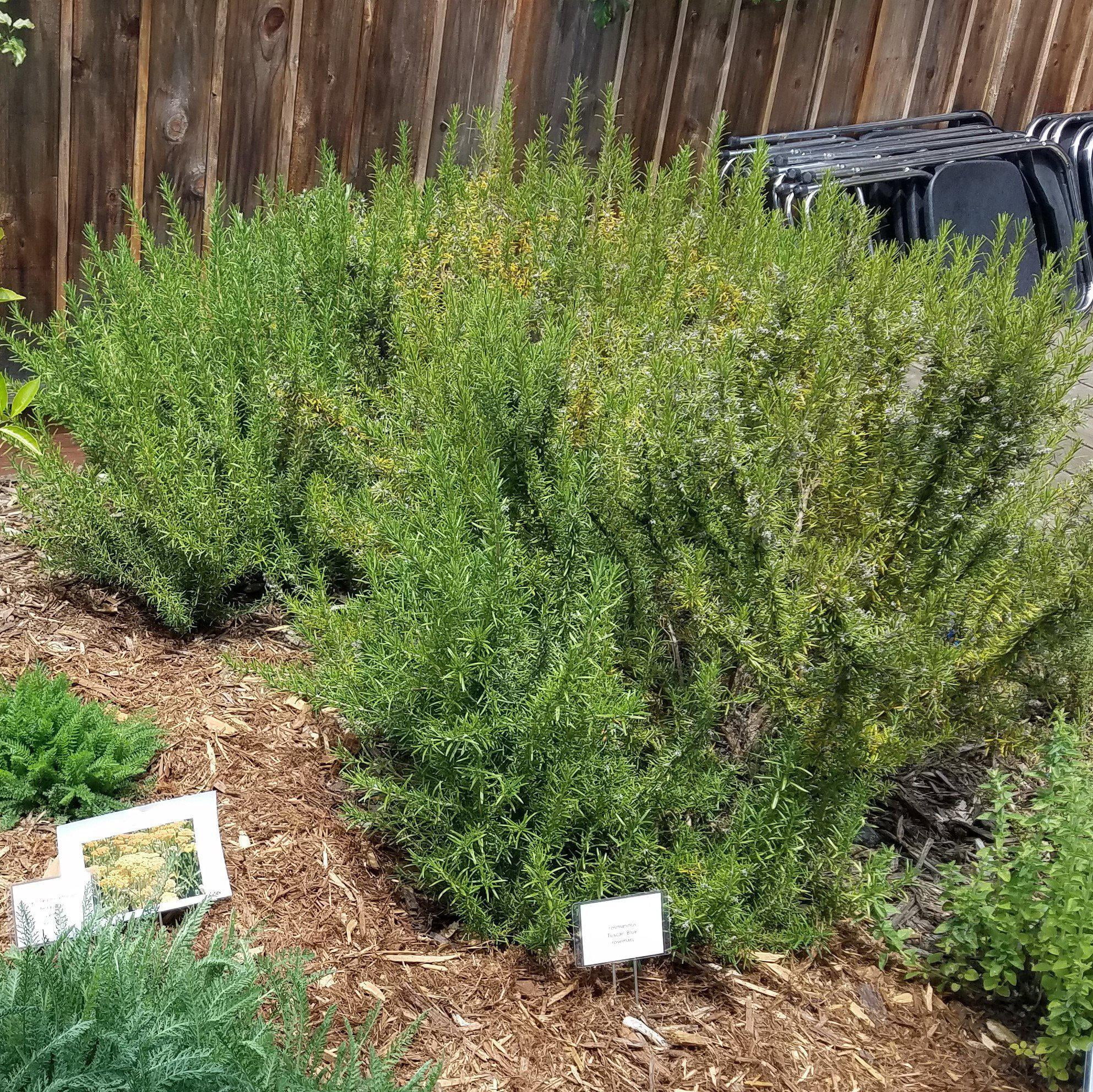 Tuscan Blue Rosemary - 1 Gallon Pot, Live Evergreen Shrub, Full Sun