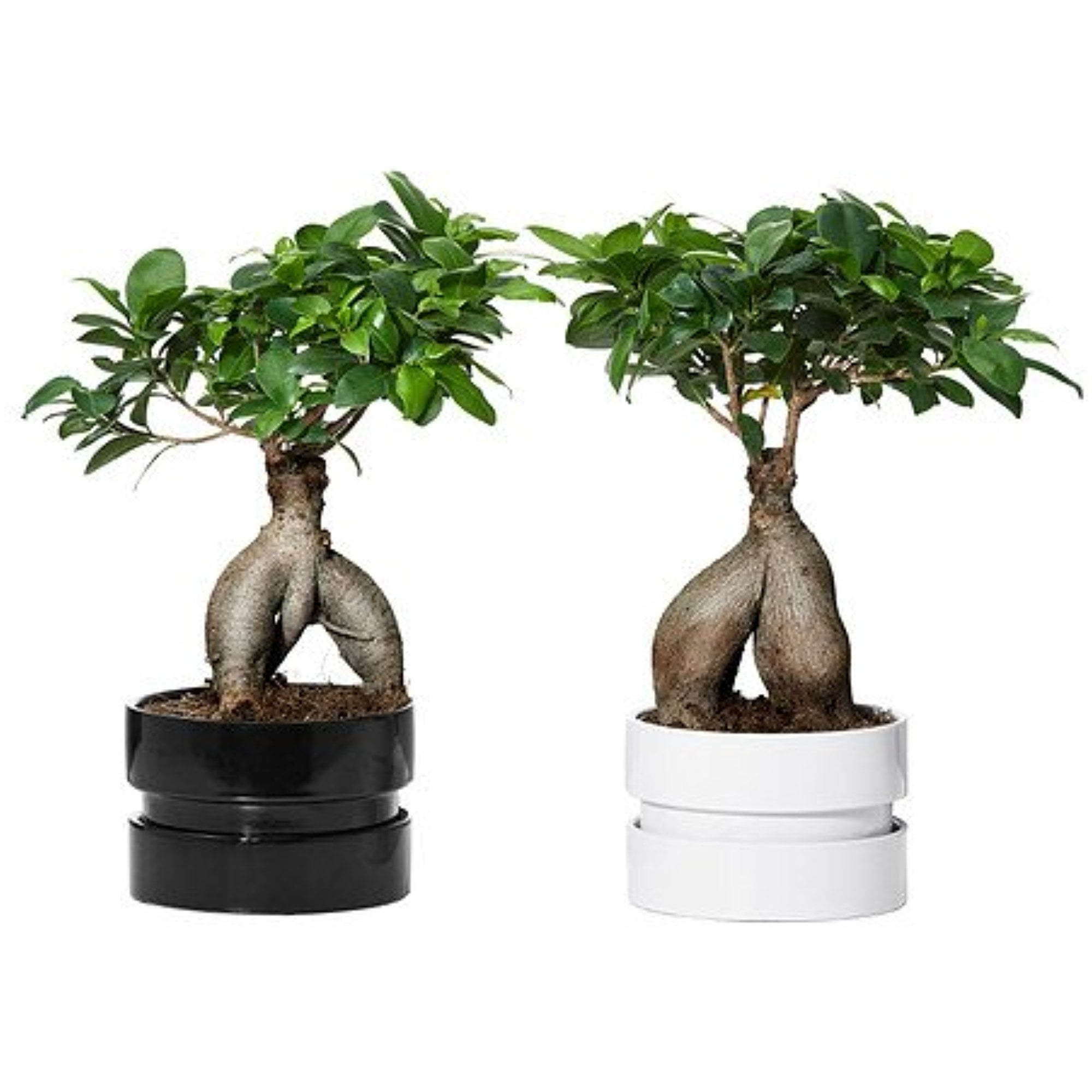 Overweldigend Strak regenval Ikea Plant with pot, bonsai, assorted colors 1426.111417.1834 - Walmart.com