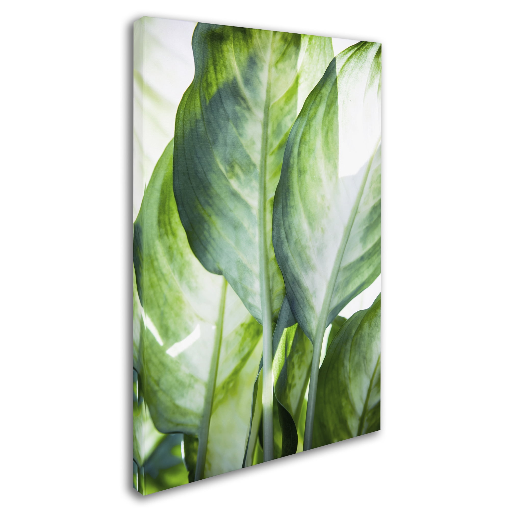 Trademark Fine Art 'Tropic Abstract' Canvas Art by Mark Ashkenazi