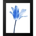 thumbnail image 2 of Schell, Jennie Marie 20x24 Black Modern Framed Museum Art Print Titled - Blue Tulip Flower, 2 of 5