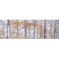 thumbnail image 2 of Frank, Assaf 18x9 Gold Ornate Wood Framed with Double Matting Museum Art Print Titled - Misty forest, 2 of 4