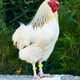 thumbnail image 3 of 100 anillos para patas de pollo, bandas de identificación para patas de pollo, anillos para patas de aves de corral, 3 of 6