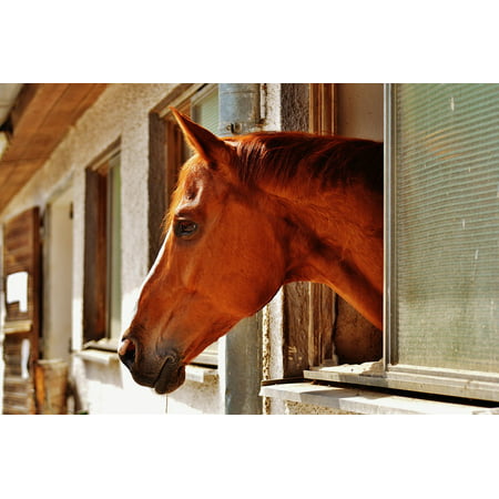 Canvas Print Animal Stall Reiterhof Window Horse Stallion Stretched Canvas 10 x
