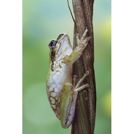 Tree Frog Clings to a Vine, Costa Rica Print Wall Art By Tim