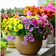 thumbnail image 2 of 6000 Petunia Seeds, Best Hybrid Mixed Rainbow Color Bonsai Hanging Basket Fresh Garden Seeds Heirloom -- PeavyTailor, 2 of 10