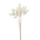 thumbnail image 2 of 2 juegos de de flores secas naturales, hierba de cola , decoración de tallos DIY Soledad hierba de pampa seca, 2 of 4