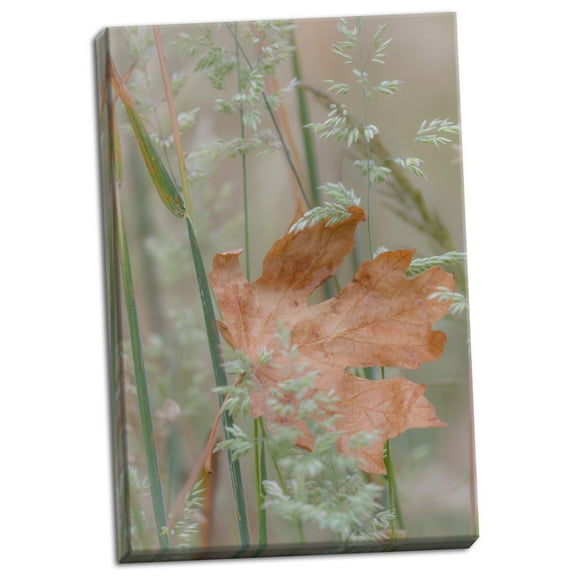 Gango Home Decor Leaf In Meadow II by Kathy Mahan (Ready to Hang); One 24x36in Hand-Stretched Canvas