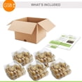 thumbnail image 5 of Garden State Bulb Double Late Sunlover Tulip Flower Bulbs, 12/+ cm (Bag of 250), 5 of 8