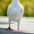 thumbnail image 4 of BESTYASH 100Ud Anillos Marcadores Para Pollos Y Plásticos De Ajuste, 4 of 7