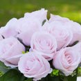thumbnail image 3 of Enova Home 18 Heads Artificial Silk Roses Faux Flowers Arrangement in Round Tapered Ceramic Pot for Home Office Wedding Decor (Pink), 3 of 4