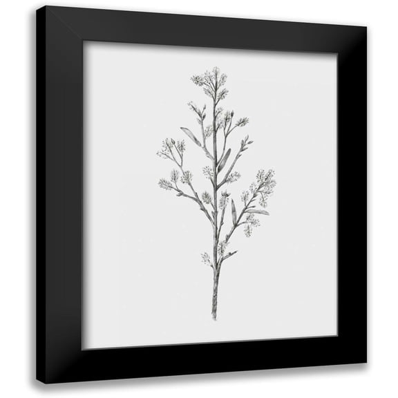Warren, Annie 12x14 Black Modern Framed Museum Art Print Titled - Wild Stem II