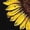 Brown, variant on Women's T-shirts Sunflower Shirts For Women Cute Dandelion Graphics Tshirt Summer Women Short Sleeve Tee Tops T-shirts