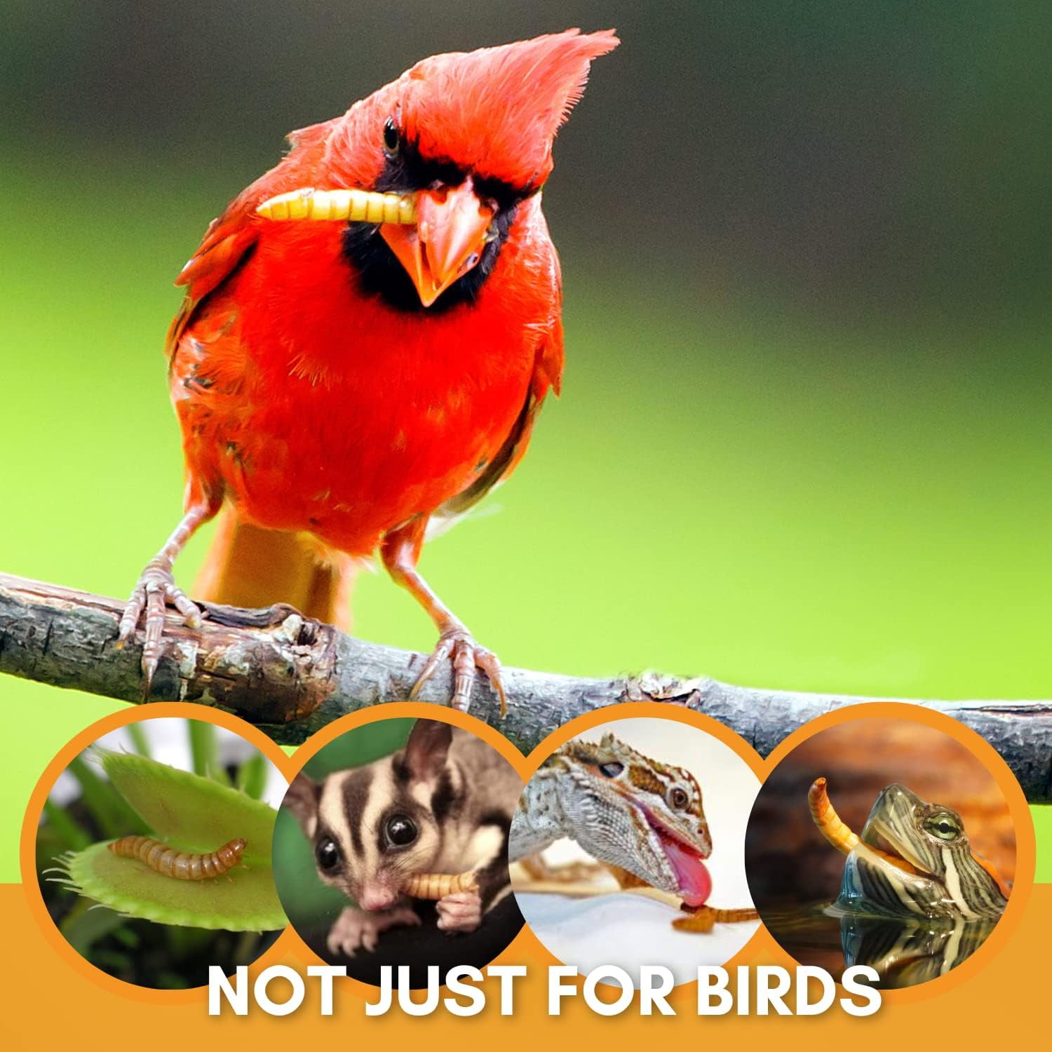 Wild Bird Magnet Bird Feed, 7 Oz