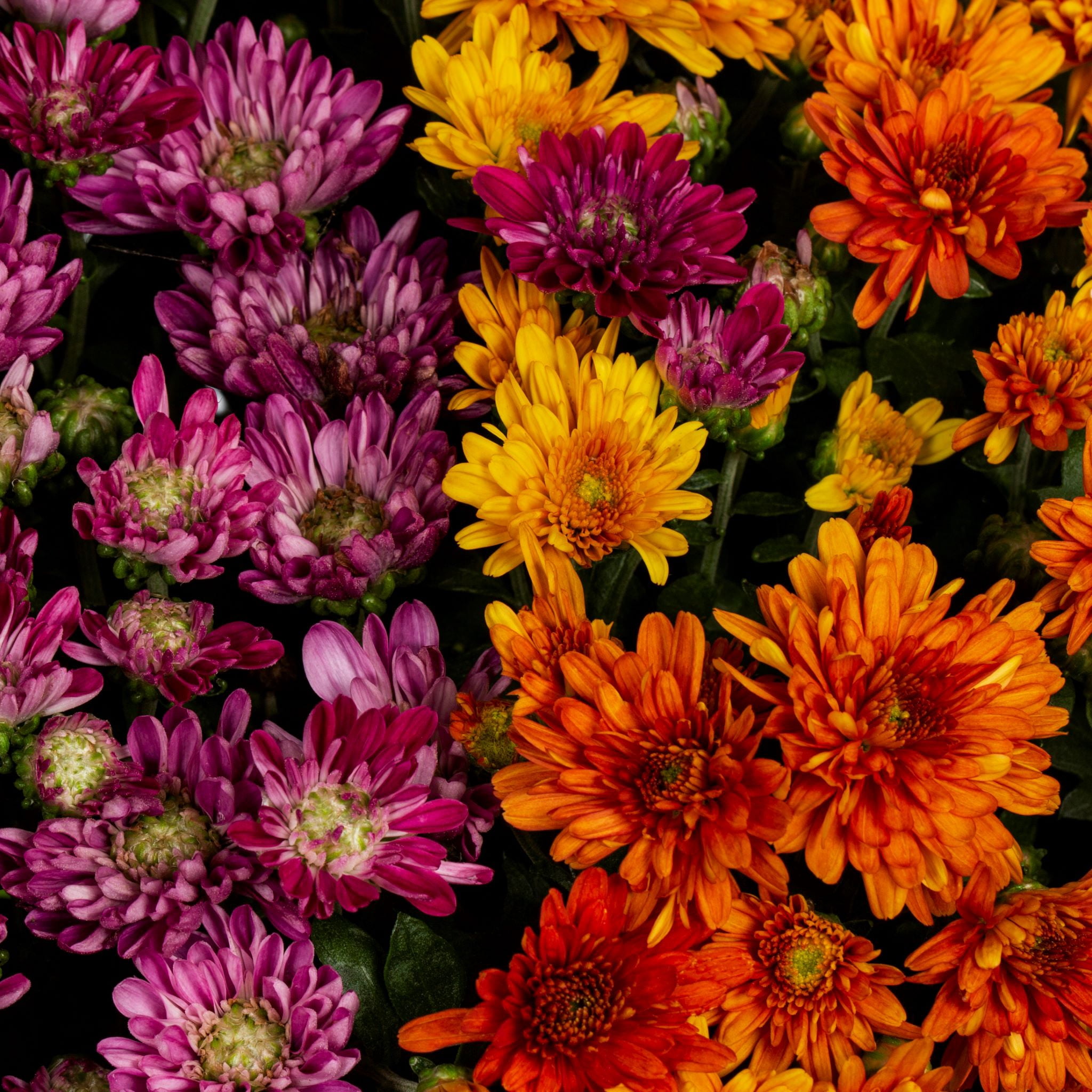 Better Homes & Gardens 3QT Orange Purple Mum Live Plant Containers Made Easy Pot Sun