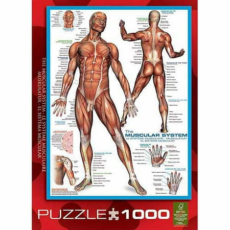 EuroGraphics Muscular System 1000-Piece Puzzle