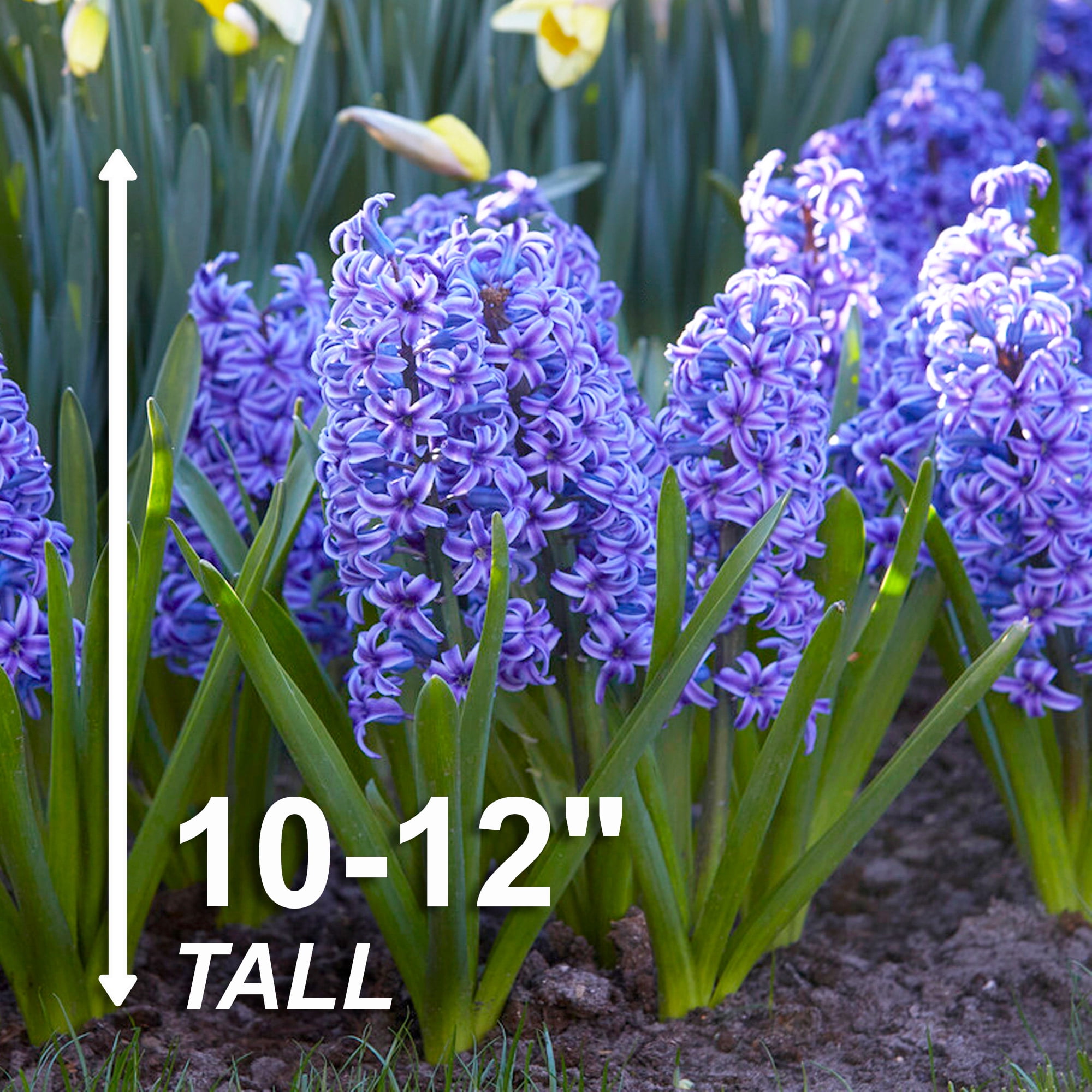 Garden State Bulb Blue Jacket Hyacinth Flower Bulbs, 15/16cm, Fragrant (Bag of 50)